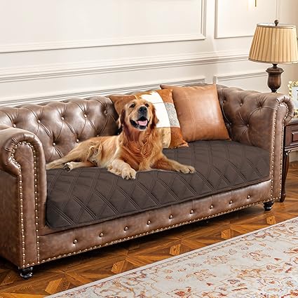 A golden retriever lies comfortably on a brown, tufted leather sofa with a diamond-patterned cover. Behind the dog are several cushions. A lamp and a patterned rug complete the cozy room setting, the perfect place to enjoy Tuesday deals in relaxing comfort.